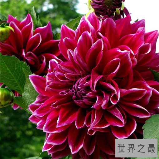 世界十大名花，世界十大名花有哪些（附花语）