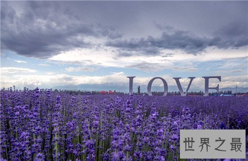 世界十大名花，世界十大名花有哪些（附花语）