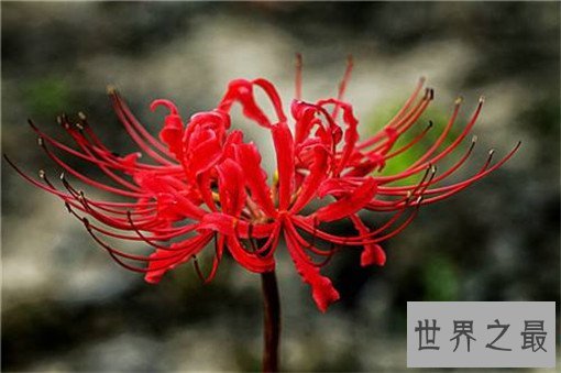 世界十大名花，世界十大名花有哪些（附花语）