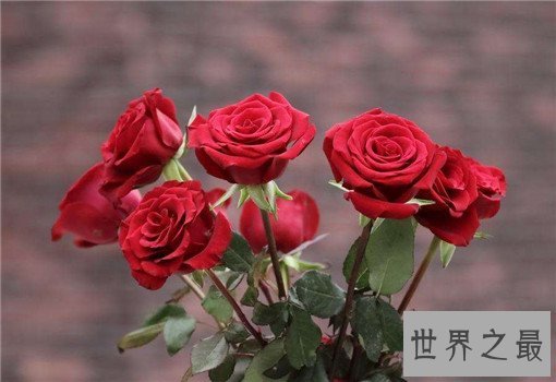 世界十大名花，世界十大名花有哪些（附花语）
