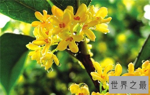 世界十大名花，世界十大名花有哪些（附花语）