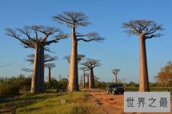 世界上十大最古老的树排行，年龄最小的活到千年以上！