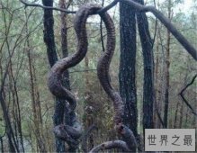 世界最长的蛇排行榜，最长可达5层楼高