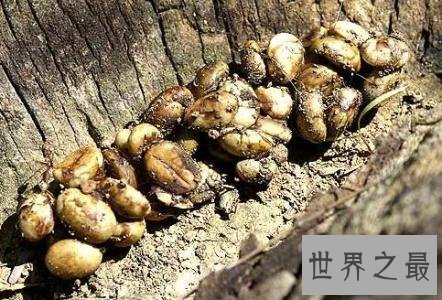 全球十大恶心食品，活蛆奶酪了解一下