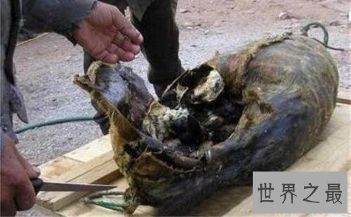 全球十大恶心食品，活蛆奶酪了解一下