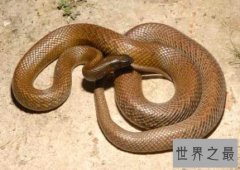 世界十大毒蛇，毒液轻松毒死一群成人！