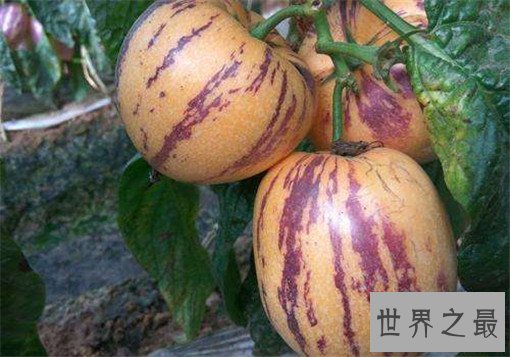 十大最难吃的水果，什么水果最难吃？