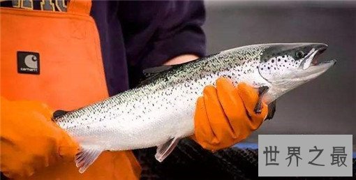 加拿大最正宗的十大美食，总有一款可以得到你的心