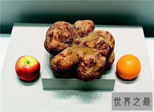 全球各地10大最顶级美食，盘点全球各地最顶级美食