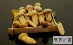 全球各地10大最顶级美食，盘点全球各地最顶级美食