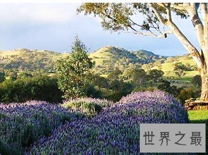 全球十大最美的薰衣草花田,秒杀所有所谓的网红拍照地。