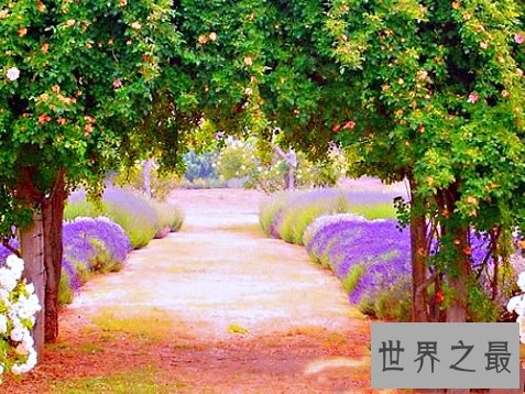 全球十大最美的薰衣草花田,秒杀所有所谓的网红拍照地。