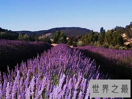 全球十大最美的薰衣草花田,秒杀所有所谓的网红拍照地。