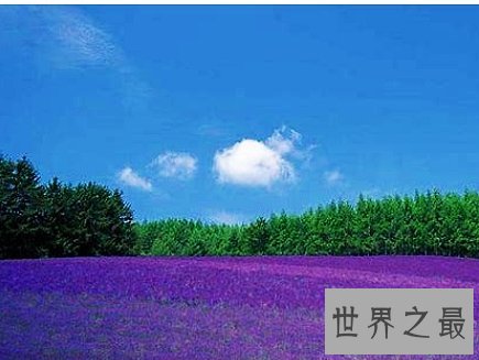 全球十大最美的薰衣草花田,秒杀所有所谓的网红拍照地。