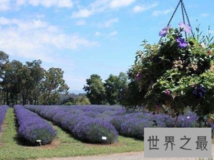 全球十大最美的薰衣草花田,秒杀所有所谓的网红拍照地。