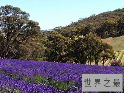 全球十大最美的薰衣草花田,秒杀所有所谓的网红拍照地。