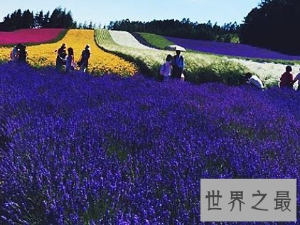 全球十大最美的薰衣草花田,秒杀所有所谓的网红拍照地。