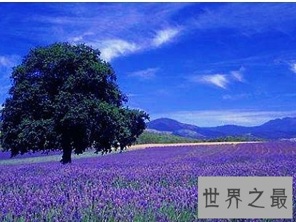 全球十大最美的薰衣草花田,秒杀所有所谓的网红拍照地。