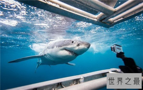 世界八大鲨笼潜水胜地，与墨西哥的大白鲨一块游泳活血化瘀