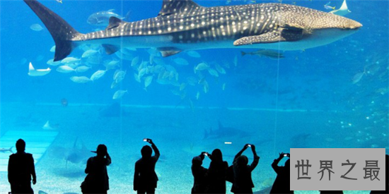 世界八大鲨笼潜水胜地，与墨西哥的大白鲨一块游泳活血化瘀