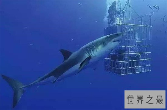 世界八大鲨笼潜水胜地，与墨西哥的大白鲨一块游泳活血化瘀