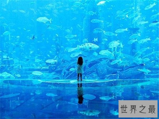 世界八大鲨笼潜水胜地，与墨西哥的大白鲨一块游泳活血化瘀
