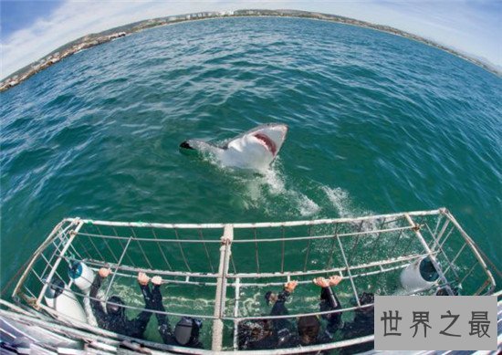 世界八大鲨笼潜水胜地，与墨西哥的大白鲨一块游泳活血化瘀