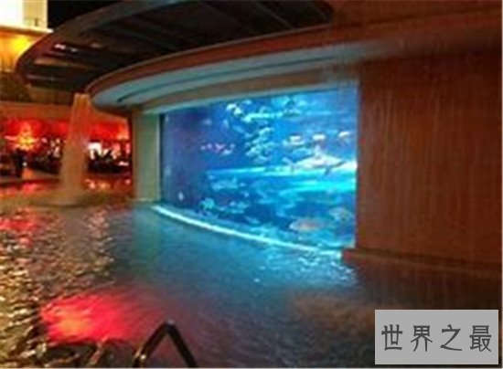 世界八大鲨笼潜水胜地，与墨西哥的大白鲨一块游泳活血化瘀