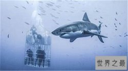 世界八大鲨笼潜水胜地，与墨西哥的大白鲨一块游泳活血化瘀