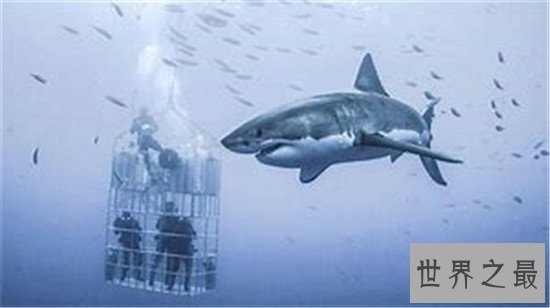 世界八大鲨笼潜水胜地，与墨西哥的大白鲨一块游泳活血化瘀