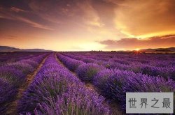 全球最美十大花海，真正的万花丛中过