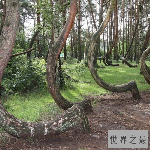 全球十大静美森林排行榜，奇特生长的树木别有一番美丽