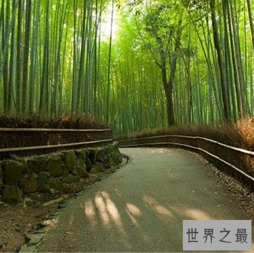 全球十大静美森林排行榜，奇特生长的树木别有一番美丽