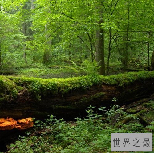 全球十大静美森林排行榜，奇特生长的树木别有一番美丽