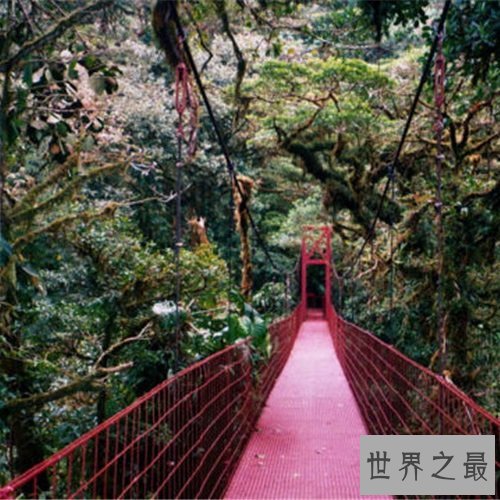 全球十大静美森林排行榜，奇特生长的树木别有一番美丽