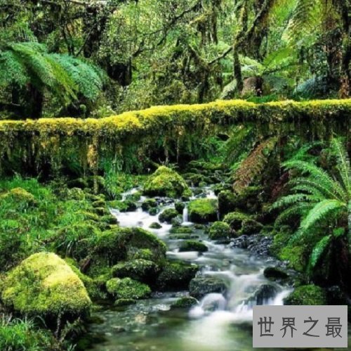 全球十大静美森林排行榜，奇特生长的树木别有一番美丽