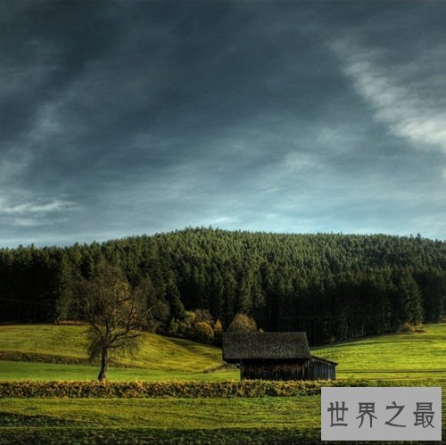 全球十大静美森林排行榜，奇特生长的树木别有一番美丽