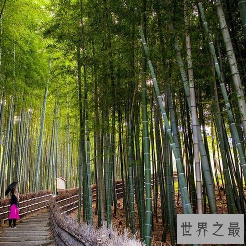 全球十大静美森林排行榜，奇特生长的树木别有一番美丽