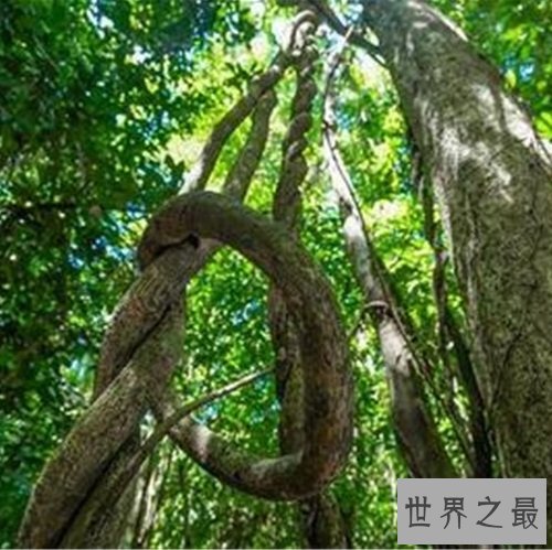 全球十大静美森林排行榜，奇特生长的树木别有一番美丽