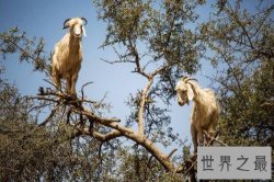 世界十大神秘自然现象，震惊世界诡异不可言