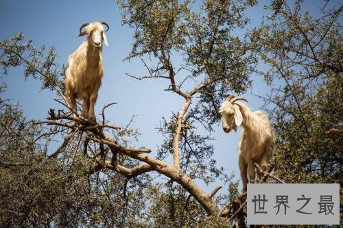 世界十大神秘自然现象，震惊世界诡异不可言