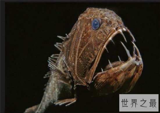 十大长相奇特的深海怪物，吸血鬼乌贼因外形得名