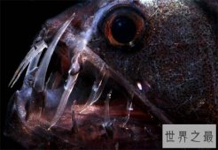 十大长相奇特的深海怪物，吸血鬼乌贼因外形得名