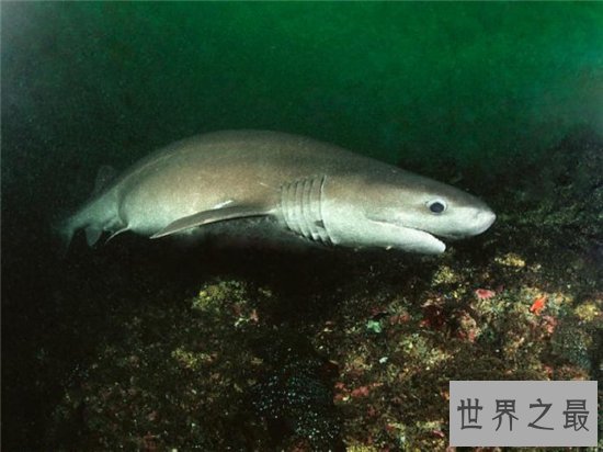 十大长相奇特的深海怪物，吸血鬼乌贼因外形得名