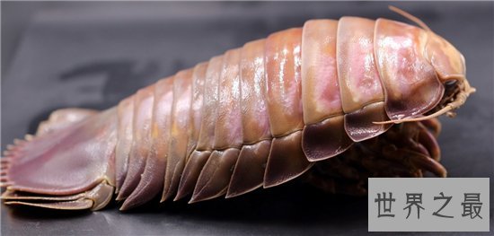 十大长相奇特的深海怪物，吸血鬼乌贼因外形得名