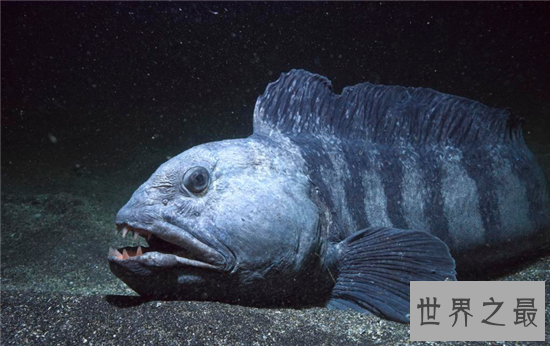 十大长相奇特的深海怪物，吸血鬼乌贼因外形得名