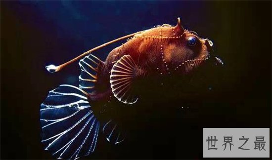 十大长相奇特的深海怪物，吸血鬼乌贼因外形得名