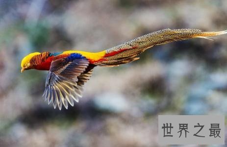 全世界最特别的十种鸟类，出乎意料的各种形态！