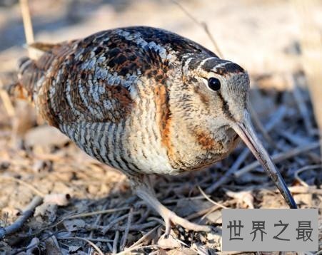 全世界最特别的十种鸟类，出乎意料的各种形态！