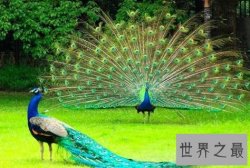 全世界最特别的十种鸟类，出乎意料的各种形态！